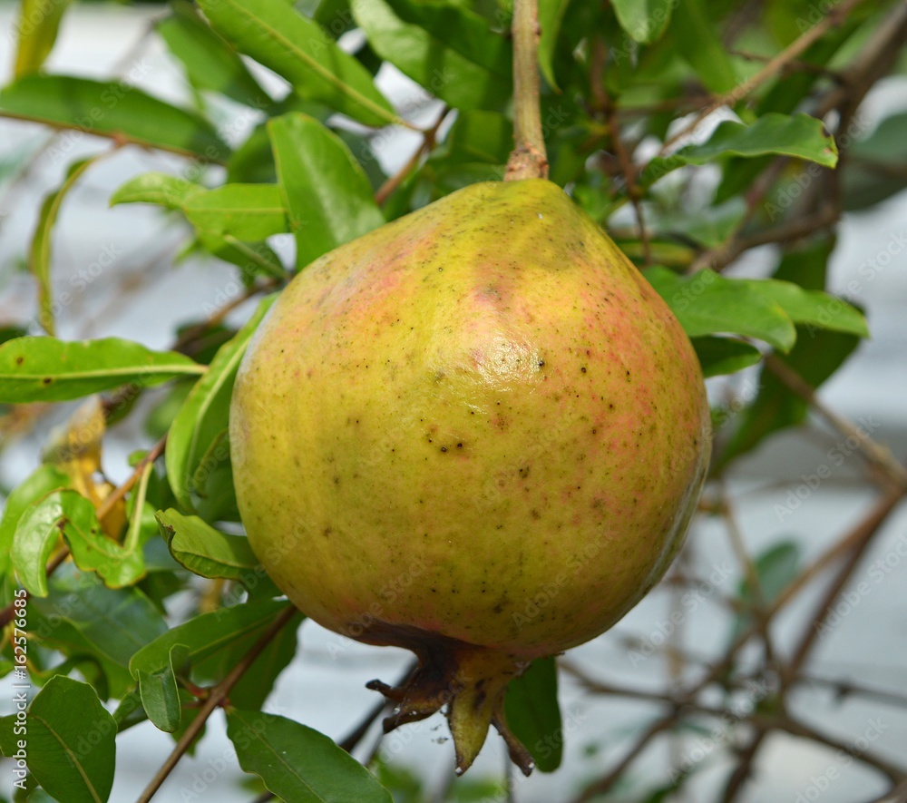 Green pomegranate is growing on the tree blurred background. Green pomegranate is growing on the tree blurred background.