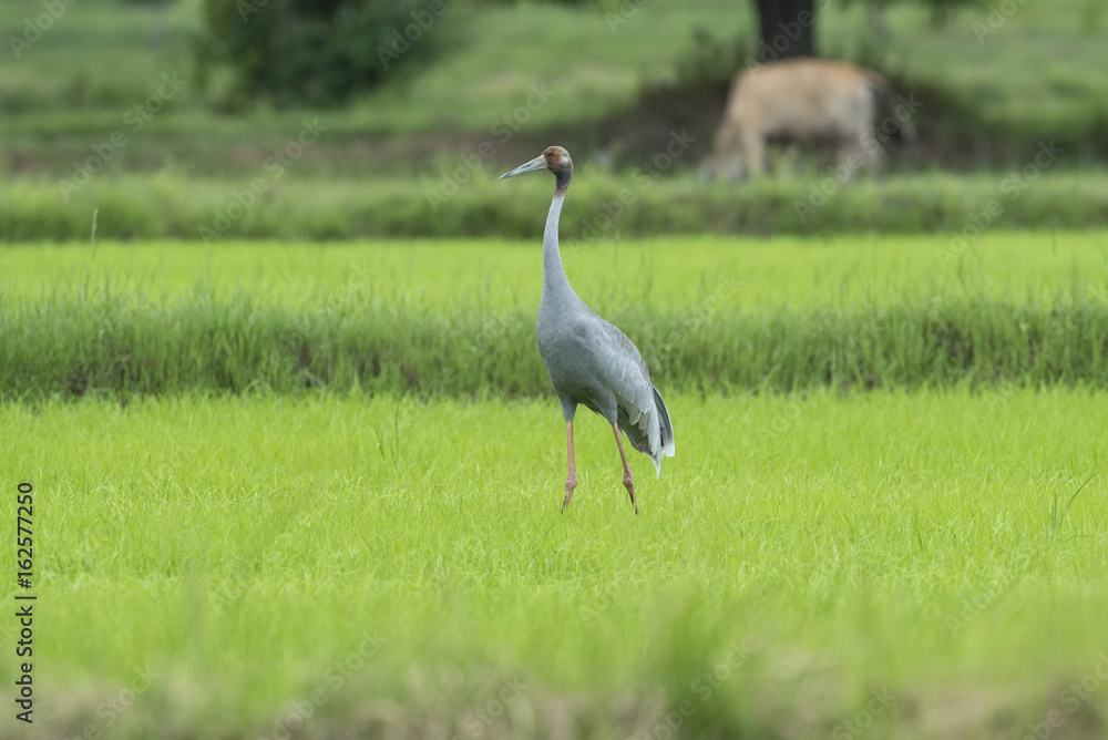 Fototapeta premium sarus crane in nature
