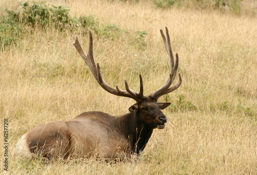 12 point elk bugling in mating season, Northwest Trek, Washington