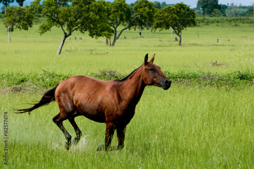 Cavalo Pantaneiro photo