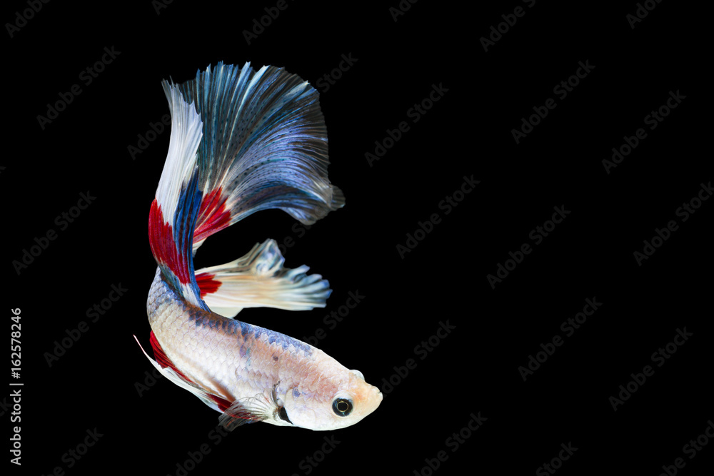 Fototapeta premium Isolated half moon betta fish on black background