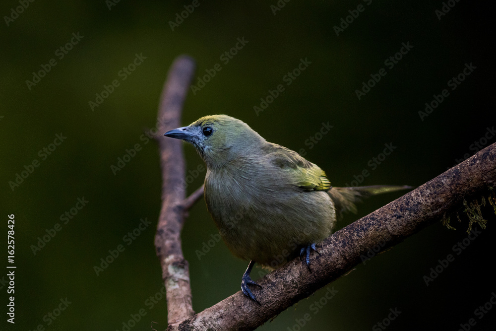Fototapeta premium Palm Tanager 