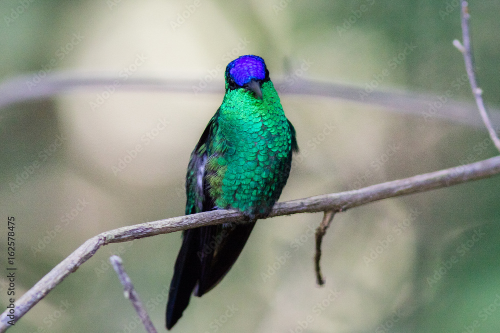 Fototapeta premium Violet capped Woodnymph (Thalurania glaucopis)
