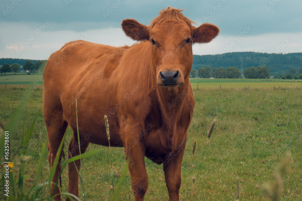Cow in the field against the background of the mountains cloudy Cow in the field against the background of the mountains cloudy