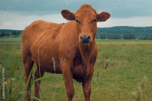 Cow in the field against the background of the mountains cloudy