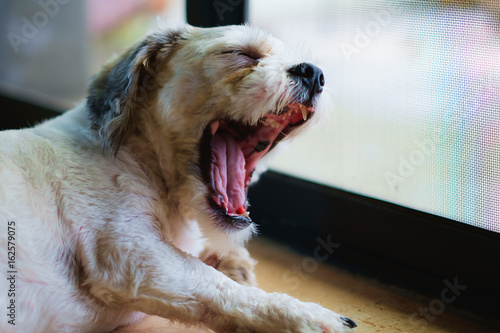 Short hair white shih-Tzu d...