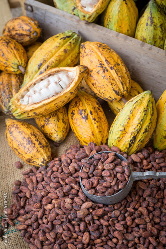 Ripe cocoa pod and beans setup on rustic wooden background