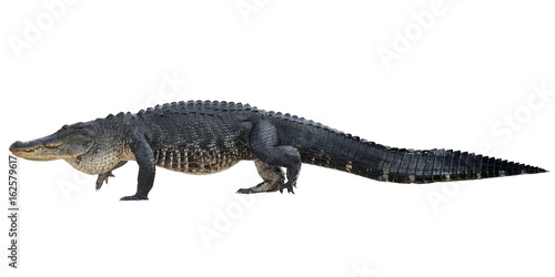 Large American Alligator