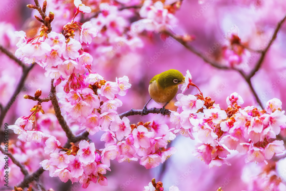 The Japanese White-eye and cherry blossoms. Located in Tokyo Prefecture Japan. The Japanese White-eye and cherry blossoms. Located in Tokyo Prefecture Japan.