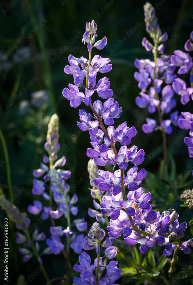 Lupines in the Afternoon Light 