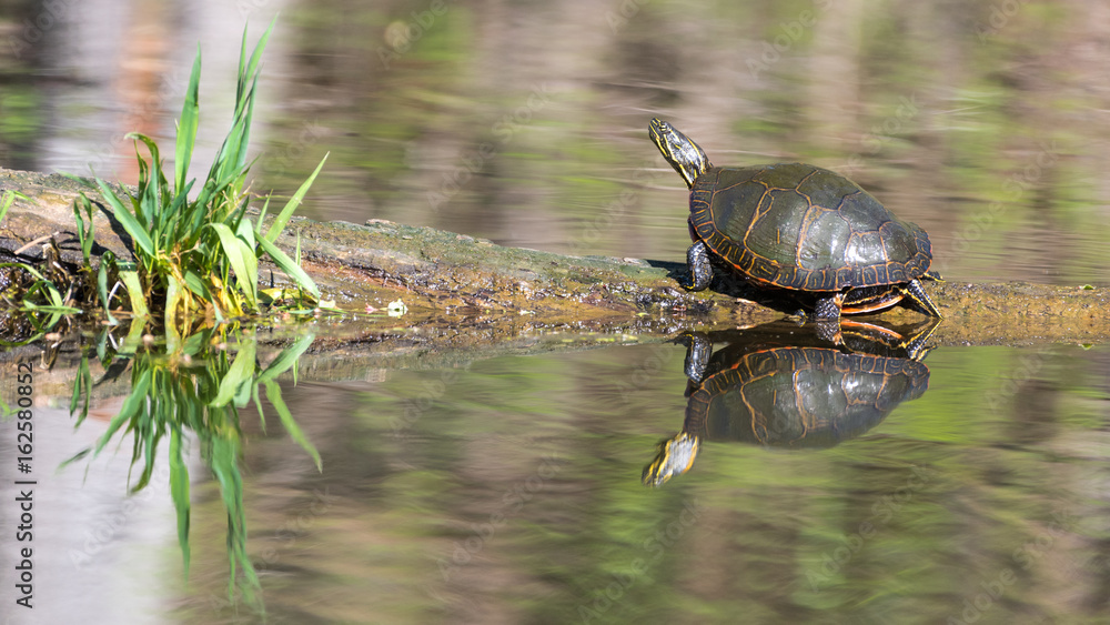 Obraz premium Painted Turtles on Log