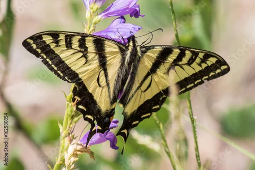 Obraz Zachodni tygrysi swallowtail motyl na penstamen kwiatach w Sandia górach, środkowy nowy - Mexico