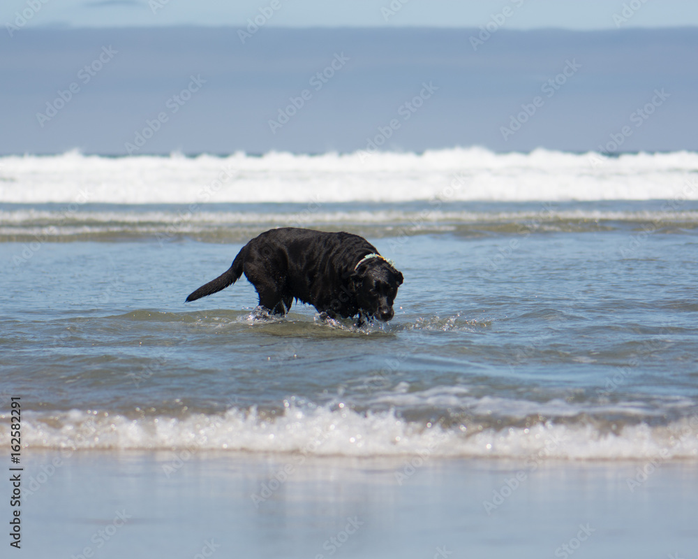 Black Labrador in the ocean at the beach Black Labrador in the ocean at the beach