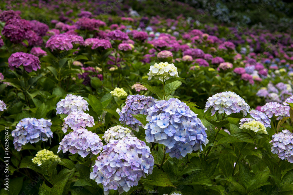 紫陽花2 紫陽花2