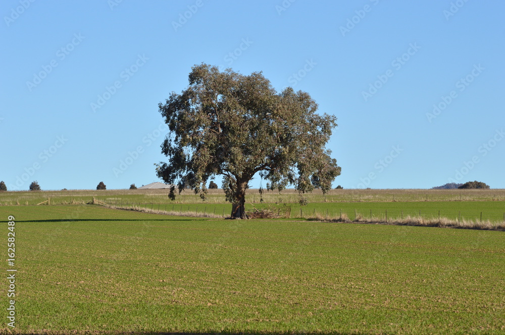 Fototapeta premium Farm crop field growing in late afternoon