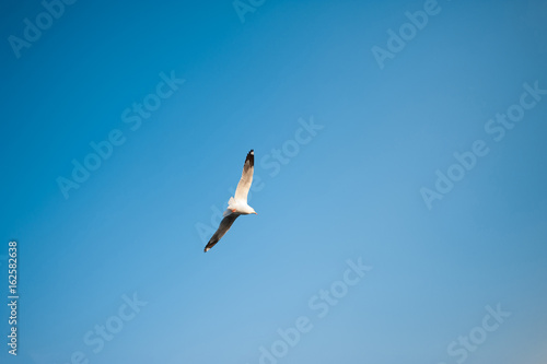 Flying bird in the blue sky.