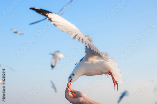 Feeding the bird with hands.