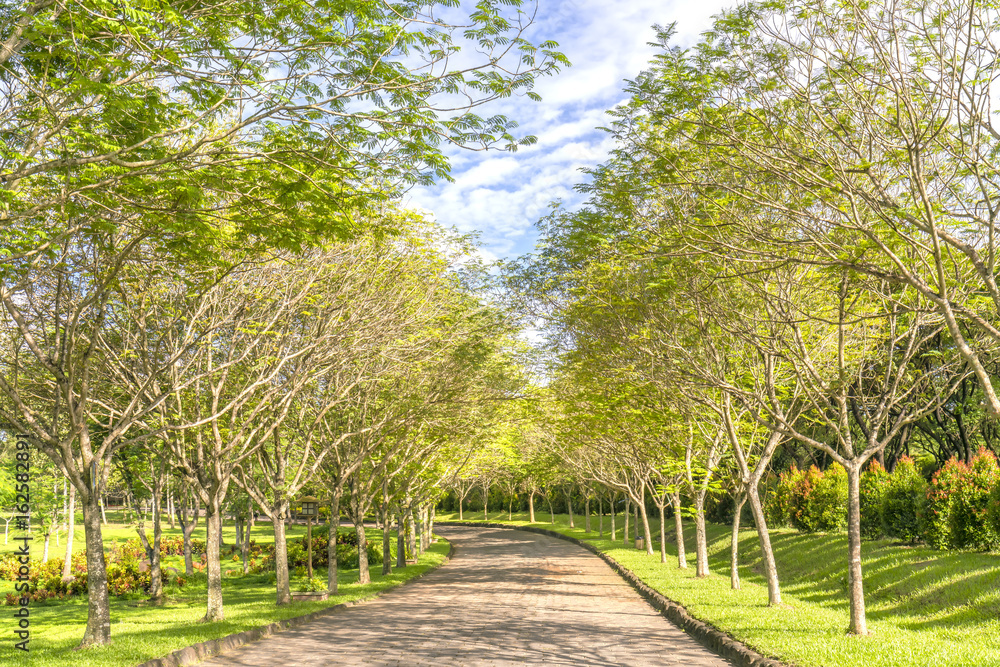 Twisty roads in the park with green trees shine in the golden sunshine of the summer in the ecotourism to attract tourists visiting the weekend.