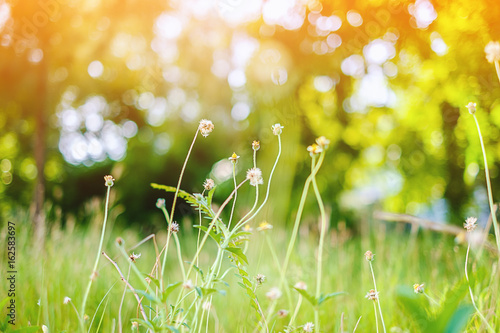 Grass flower in the green f...