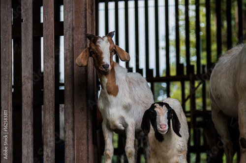 Fototapeta Naklejka Na Ścianę i Meble -  goats in the farm in Thailand