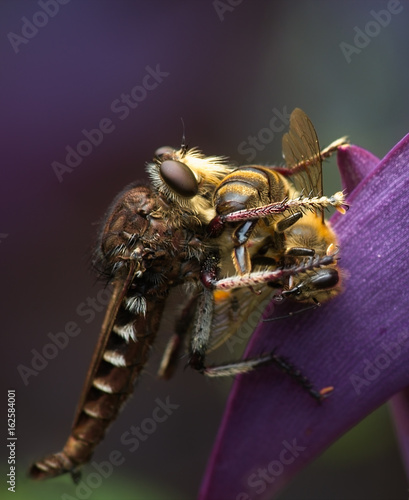 Macro of Robber Fly Preying on Honey Bee, perched on purple Spiderwort plant photo