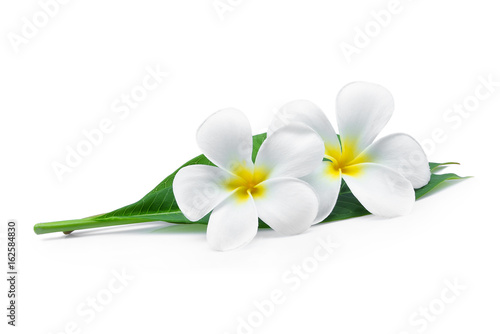 white frangipani or plumeria (tropical flowers) with green leaves isolated on white background