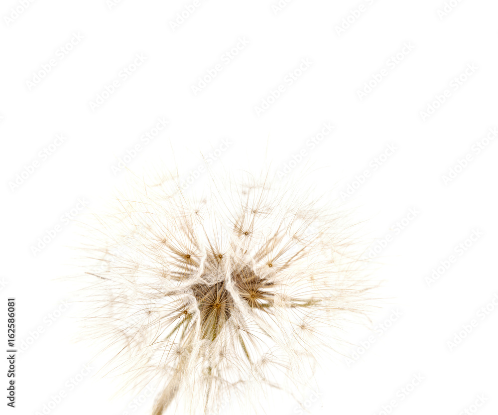 Big dandelion isolated on white background