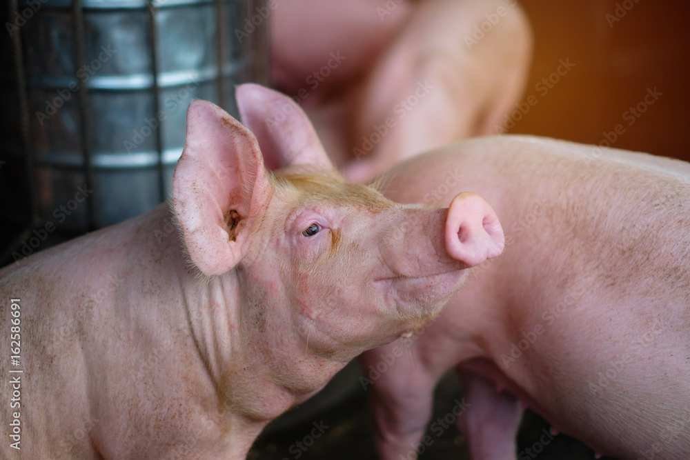Small piglet in the farm. Group of Pig indoor on a farm yard in Thailand. swine in the stall. Close up eyes and blur. Small piglet in the farm. Group of Pig indoor on a farm yard in Thailand. swine in the stall. Close up eyes and blur.