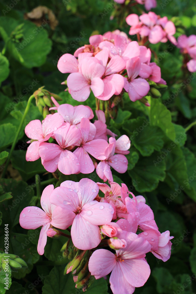 ピンクのゼラニウムの花 Stock Photo Adobe Stock