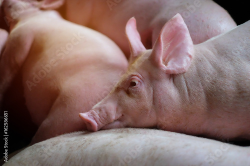 Small piglet in the farm. Group of Pig indoor on a farm yard in Thailand. swine in the stall. Close up eyes and blur. © krumanop