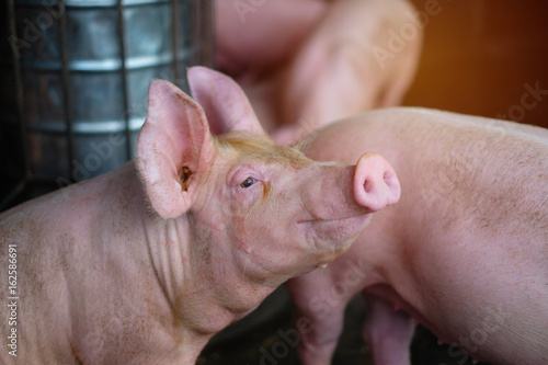 Small piglet in the farm. Group of Pig indoor on a farm yard in Thailand. swine in the stall. Close up eyes and blur. © krumanop
