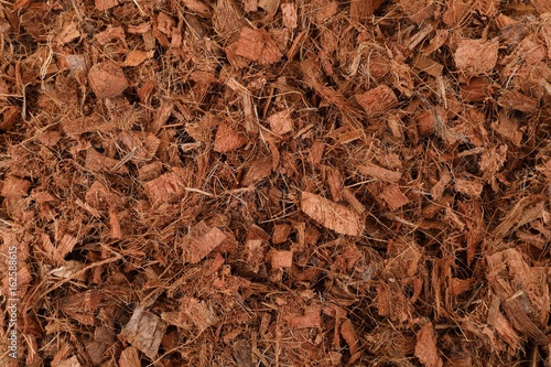 Photography Coconut peel