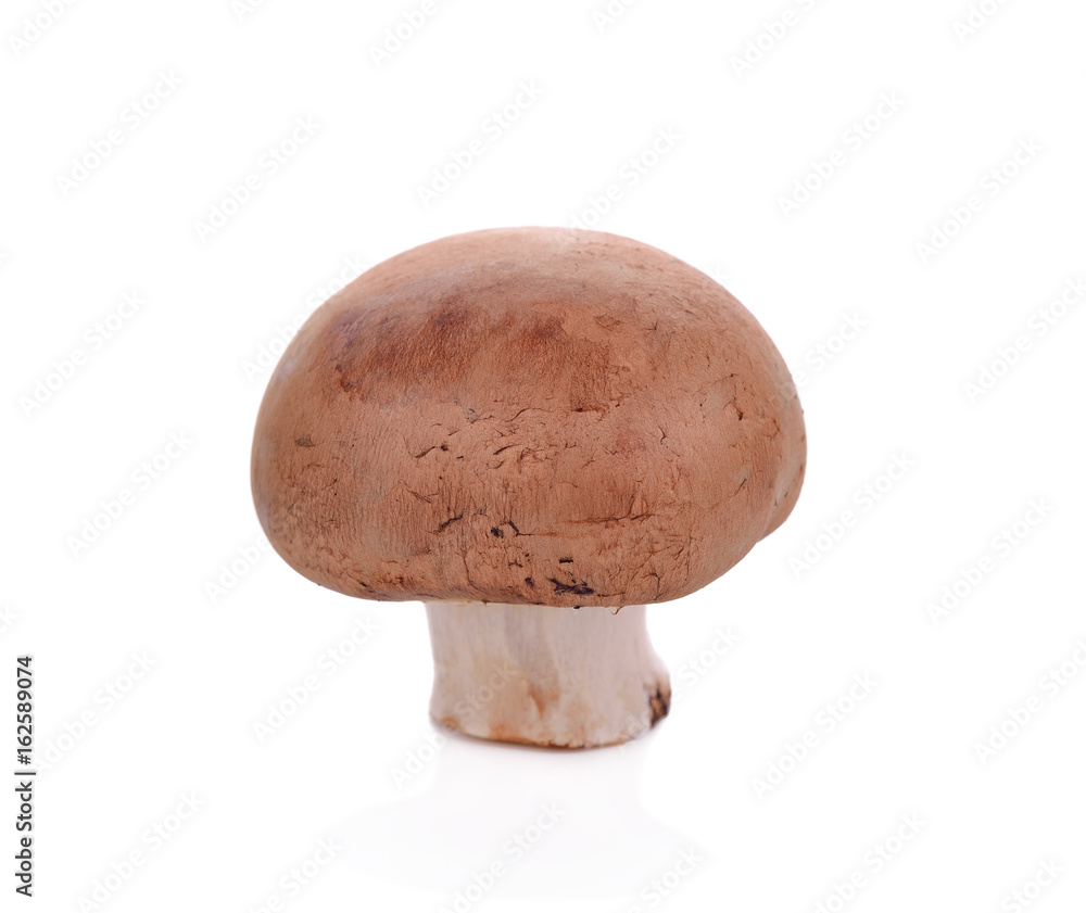 Shiitake mushroom on the White background Shiitake mushroom on the White background