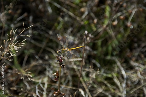 Yellow dragonfly or Odonata on a dry grass in field, Plana mountain, Bulgaria 