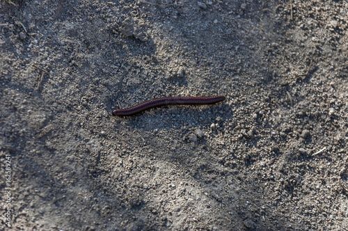Earth worm on stone road in springtime at Plana mountain  Bulgaria 