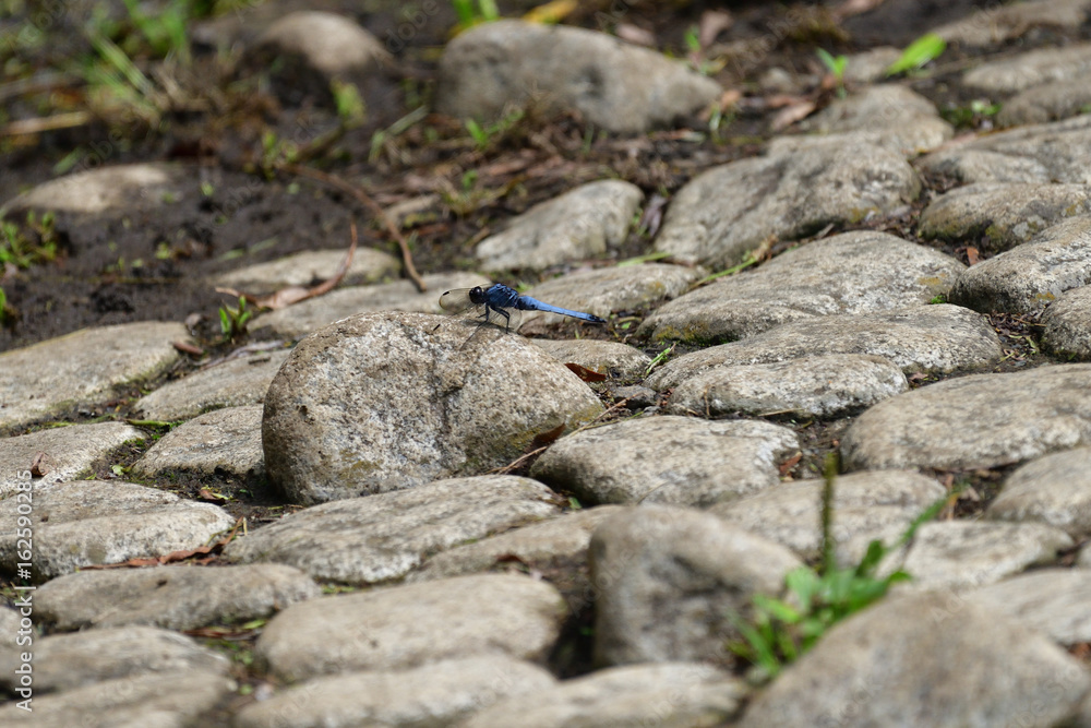 dragonfly dragonfly