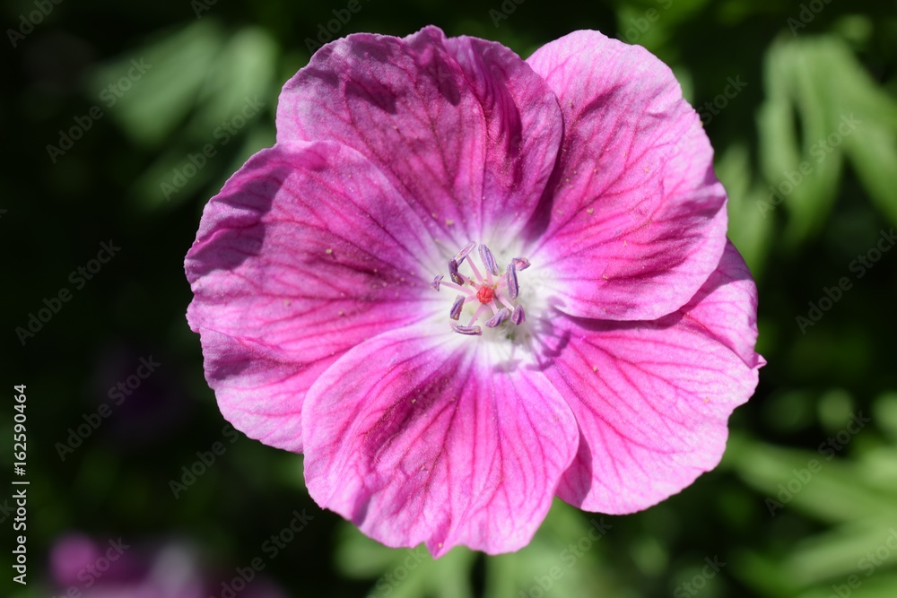 Pink Flower (Close-Up) Pink Flower (Close-Up)