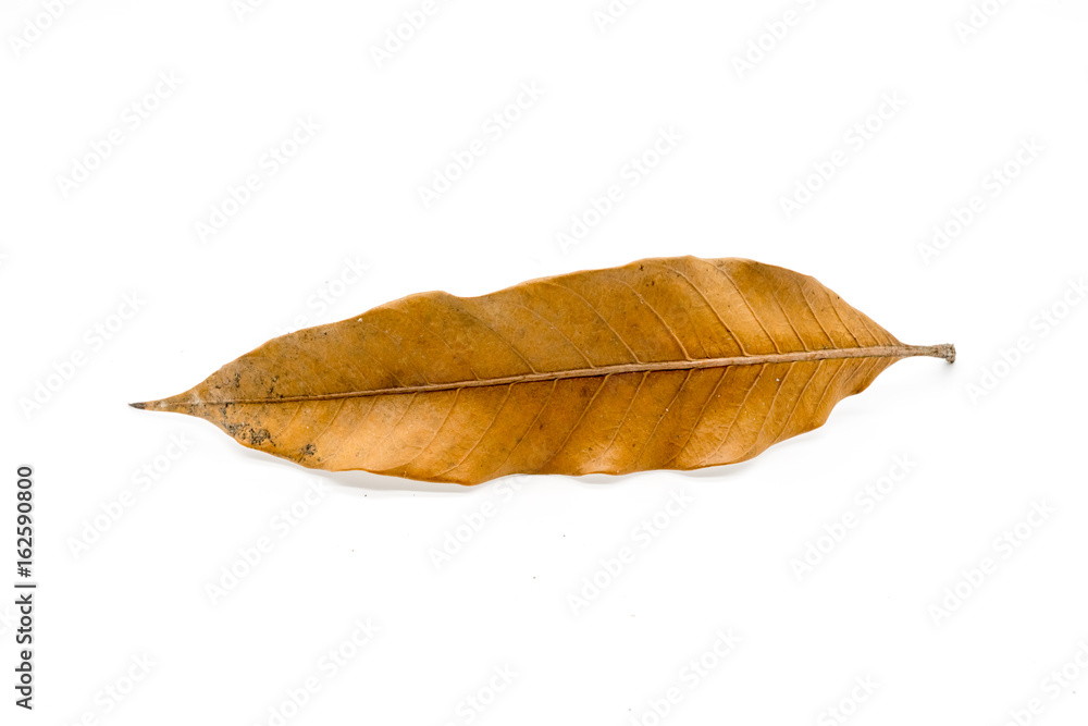 Brown leaf Isolated on white Brown leaf Isolated on white