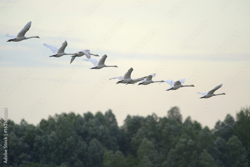 Mute Swan Cygnus olor - flying flock Mute Swan Cygnus olor - flying flock