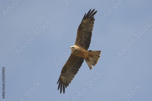 Black Kite Milvus migrans in flight  blue sky natural background