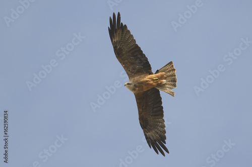 Black Kite Milvus migrans in flight  blue sky natural background