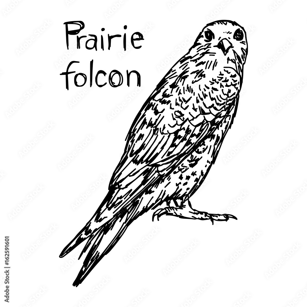 Obraz premium Prairie falcon - vector illustration sketch hand drawn with black lines, isolated on white background