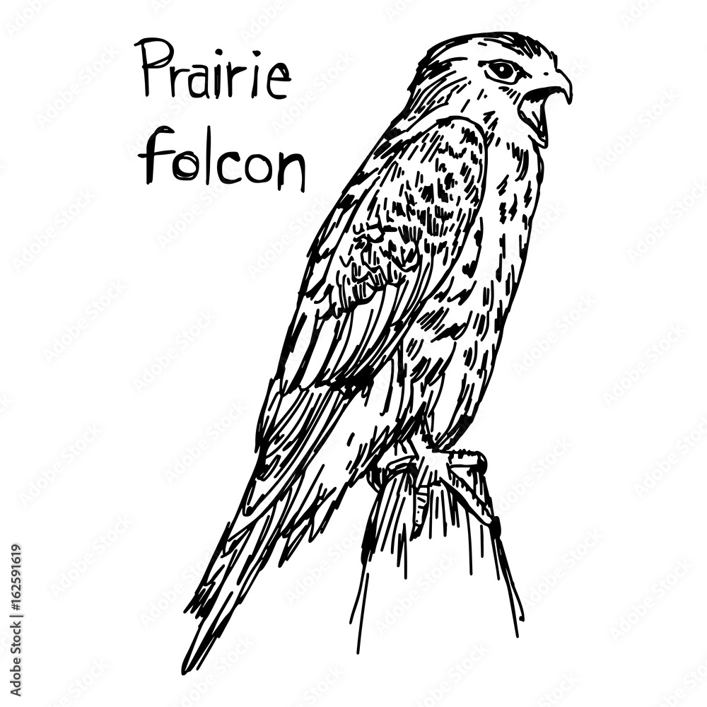 Obraz premium Prairie folcon - vector illustration sketch hand drawn with black lines, isolated on white background