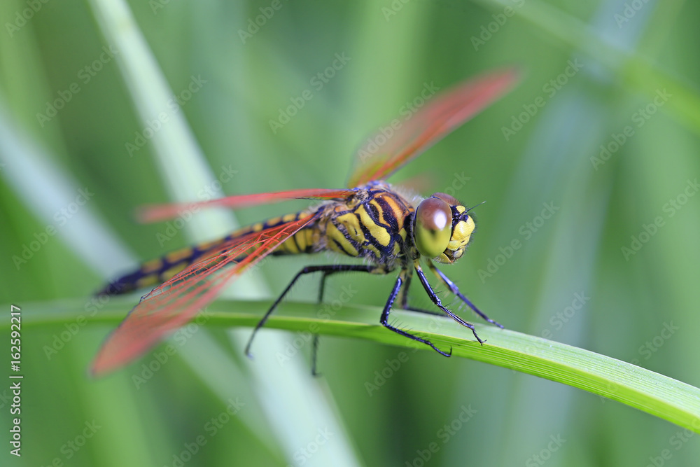 A dragonfly is on a grass branch A dragonfly is on a grass branch