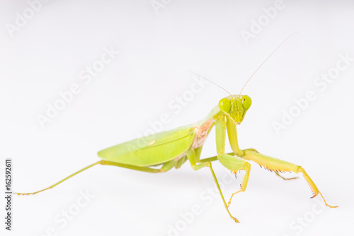 Mantis on the white background