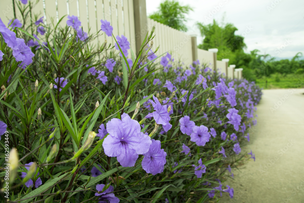 Purple flowers on the wooden fence.