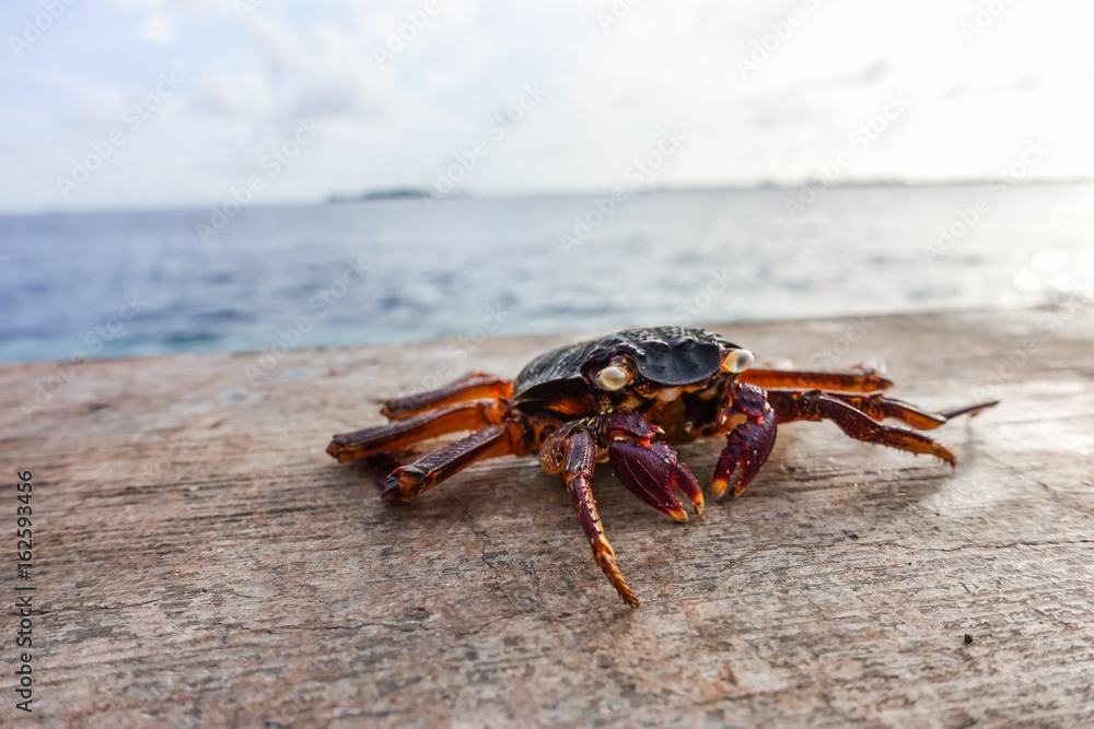 Big crab on the beach at Male,Maldives
