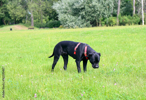 Cane corso dog in the park..