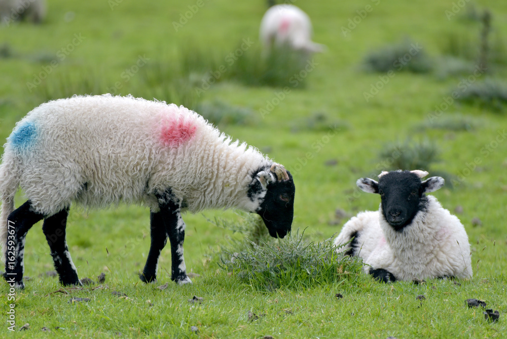 Sheep near Bowness in English Lake District Sheep near Bowness in English Lake District