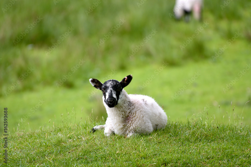 Sheep near Bowness in English Lake District Sheep near Bowness in English Lake District